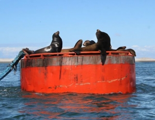  Seals sunbathing 